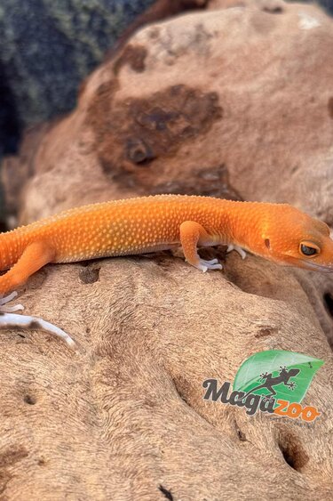 Magazoo Mandarin het Tremper Female Leopard gecko 08/02/25