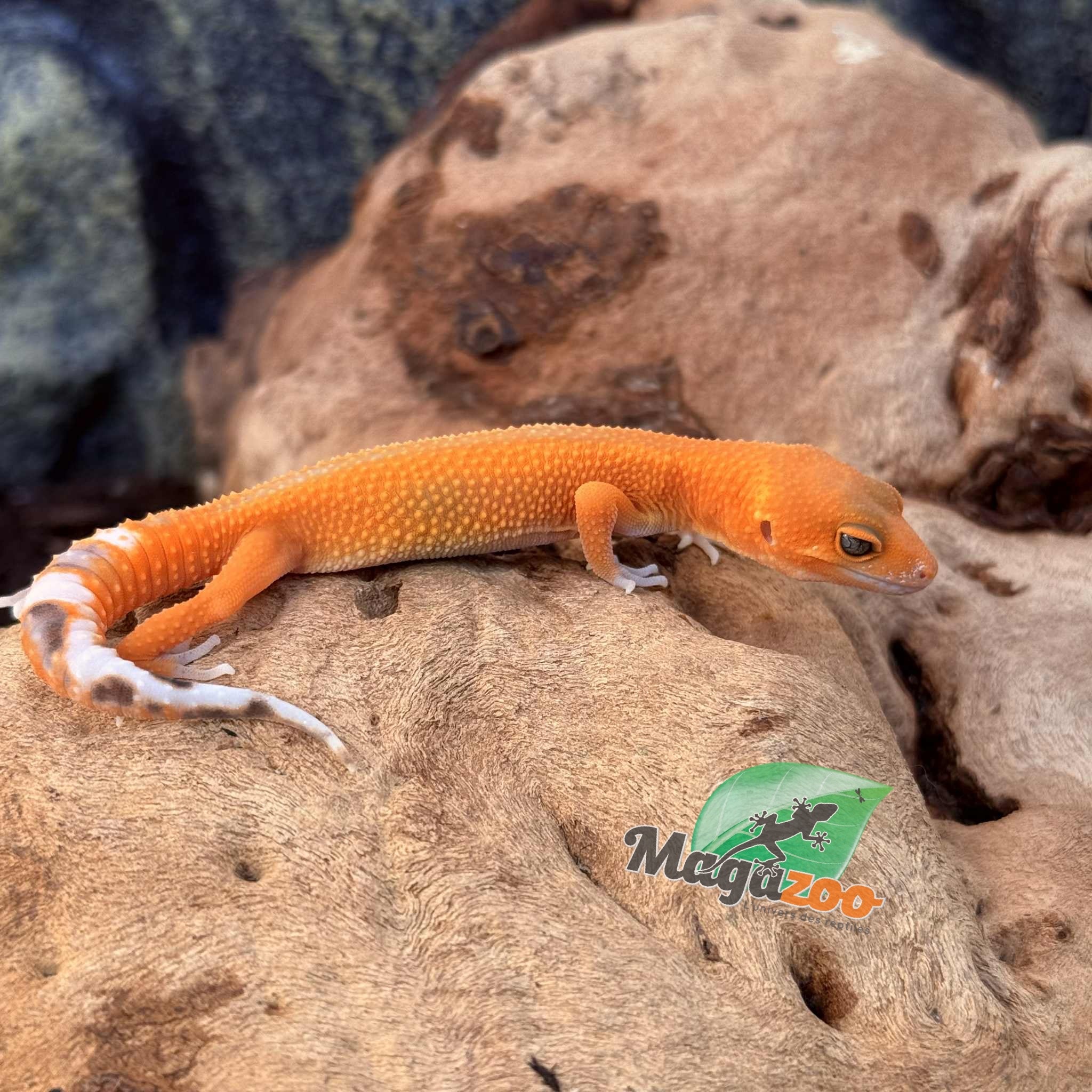 Magazoo Mandarin het Tremper Female Leopard gecko 08/02/25