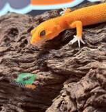 Magazoo Mandarin het Tremper Female Leopard gecko 08/02/25
