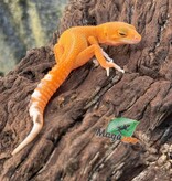 Magazoo Mandarin het Tremper Female Leopard gecko 08/02/25