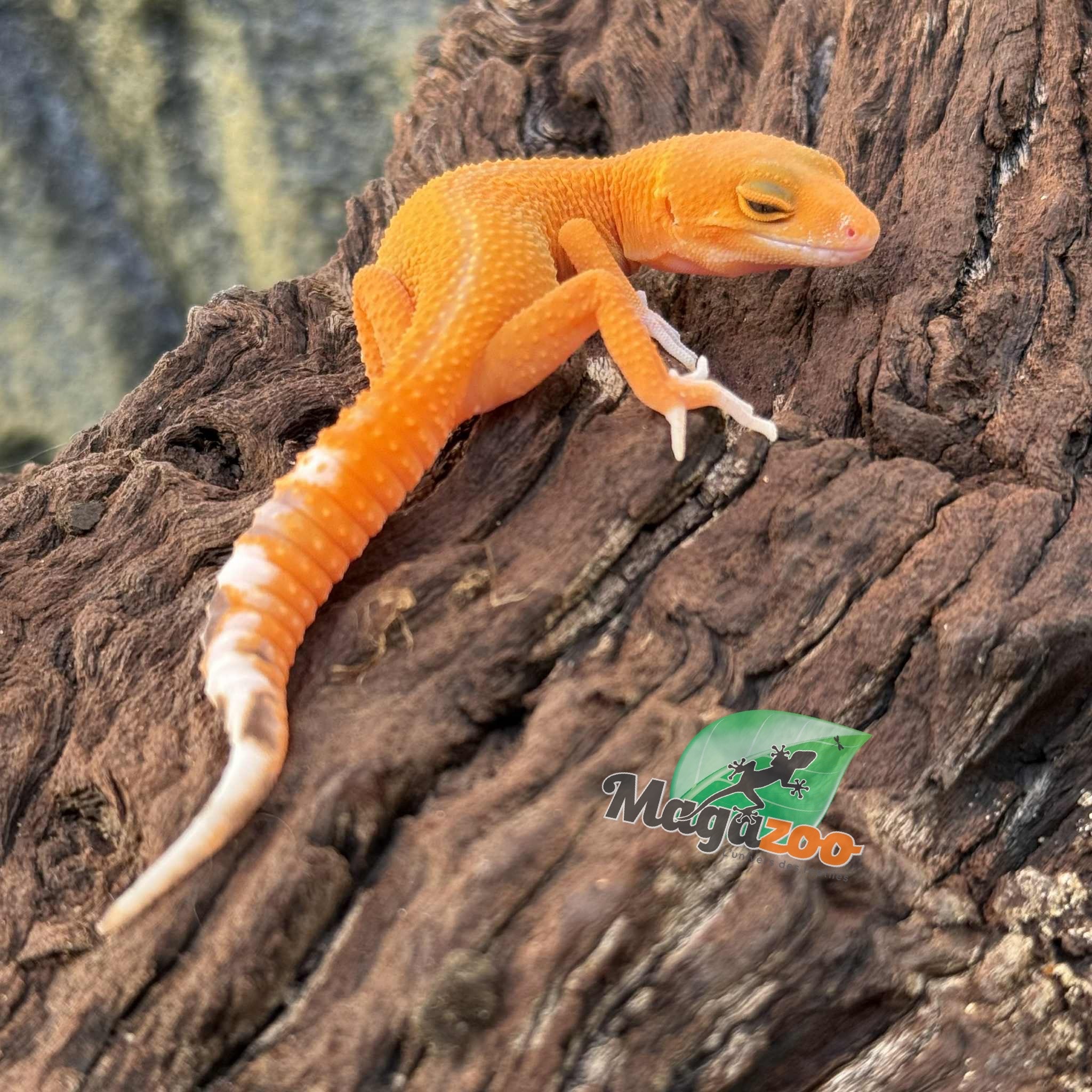 Magazoo Mandarin het Tremper Female Leopard gecko 08/02/25