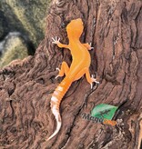 Magazoo Gecko léopard Mandarin het Tremper Femelle 02/08/25
