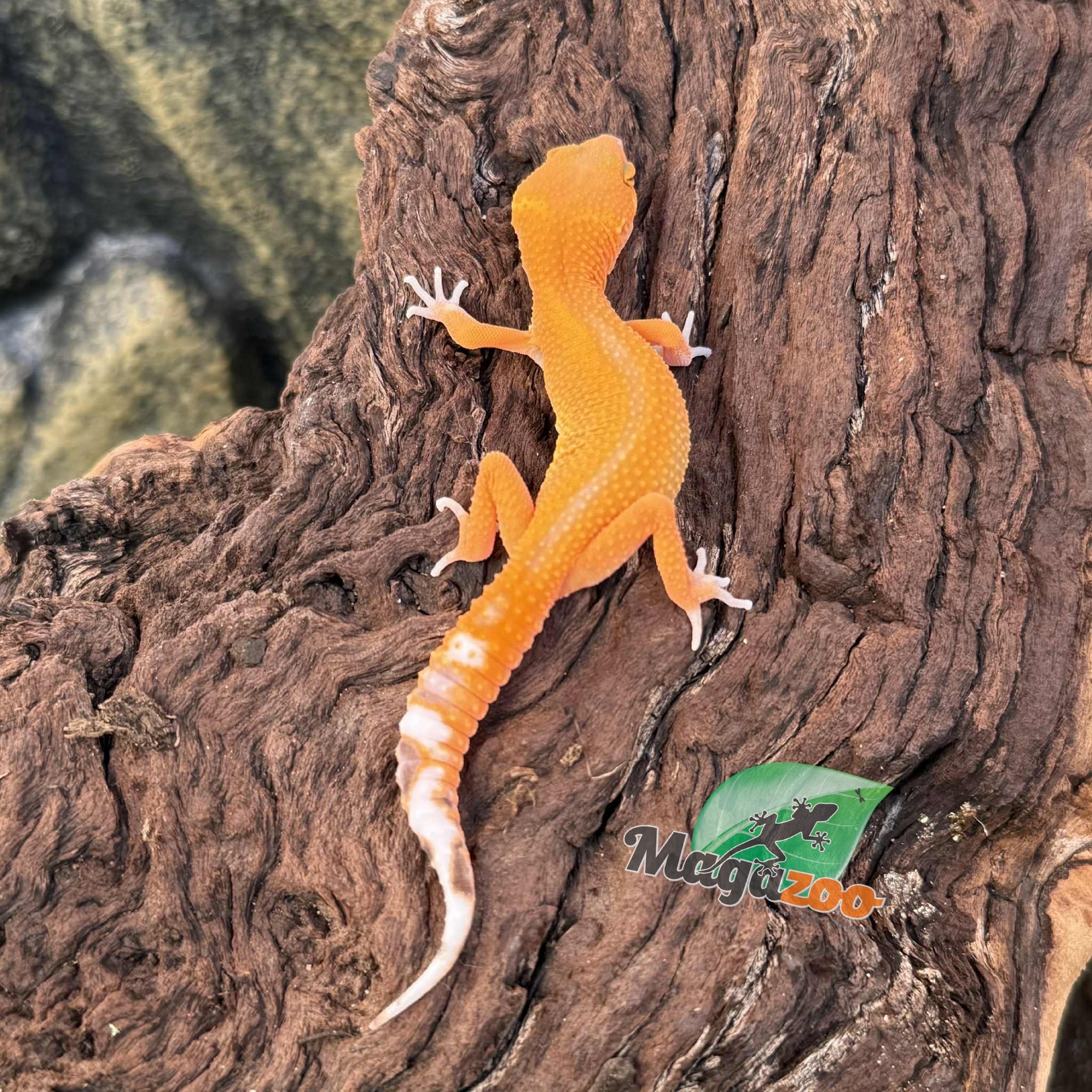 Magazoo Mandarin het Tremper Female Leopard gecko 08/02/25