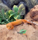 Magazoo Mandarin het Tremper Female Leopard gecko 08/02/25