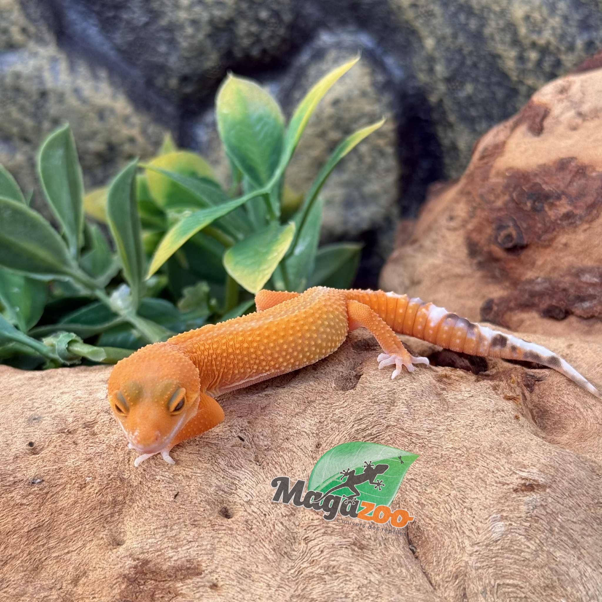 Magazoo Gecko léopard Mandarin het Tremper Femelle 02/08/25