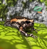 Magazoo Grenouille Dodue (Chubby Frog) Né en captivité