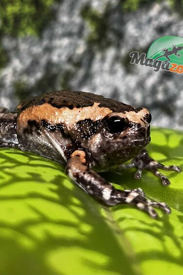 Magazoo Chubby Frog