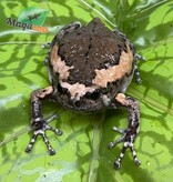 Magazoo Grenouille Dodue (Chubby Frog) Né en captivité