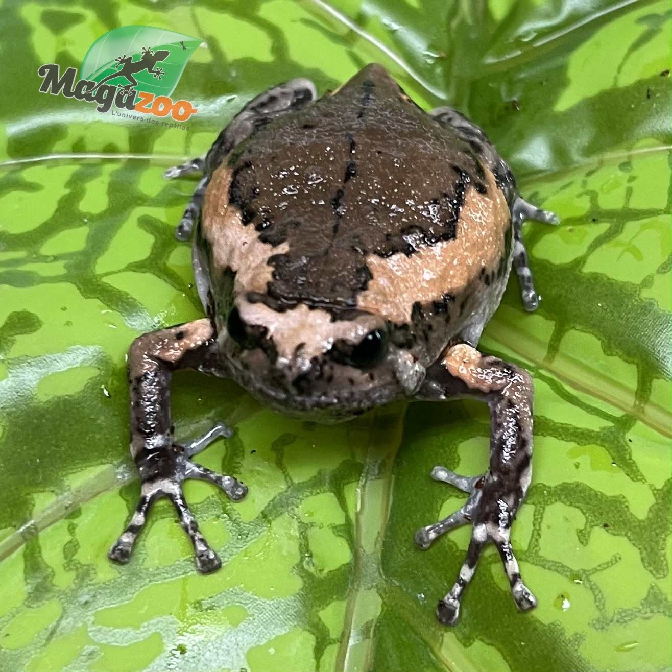 Magazoo Grenouille Dodue (Chubby Frog) Né en captivité