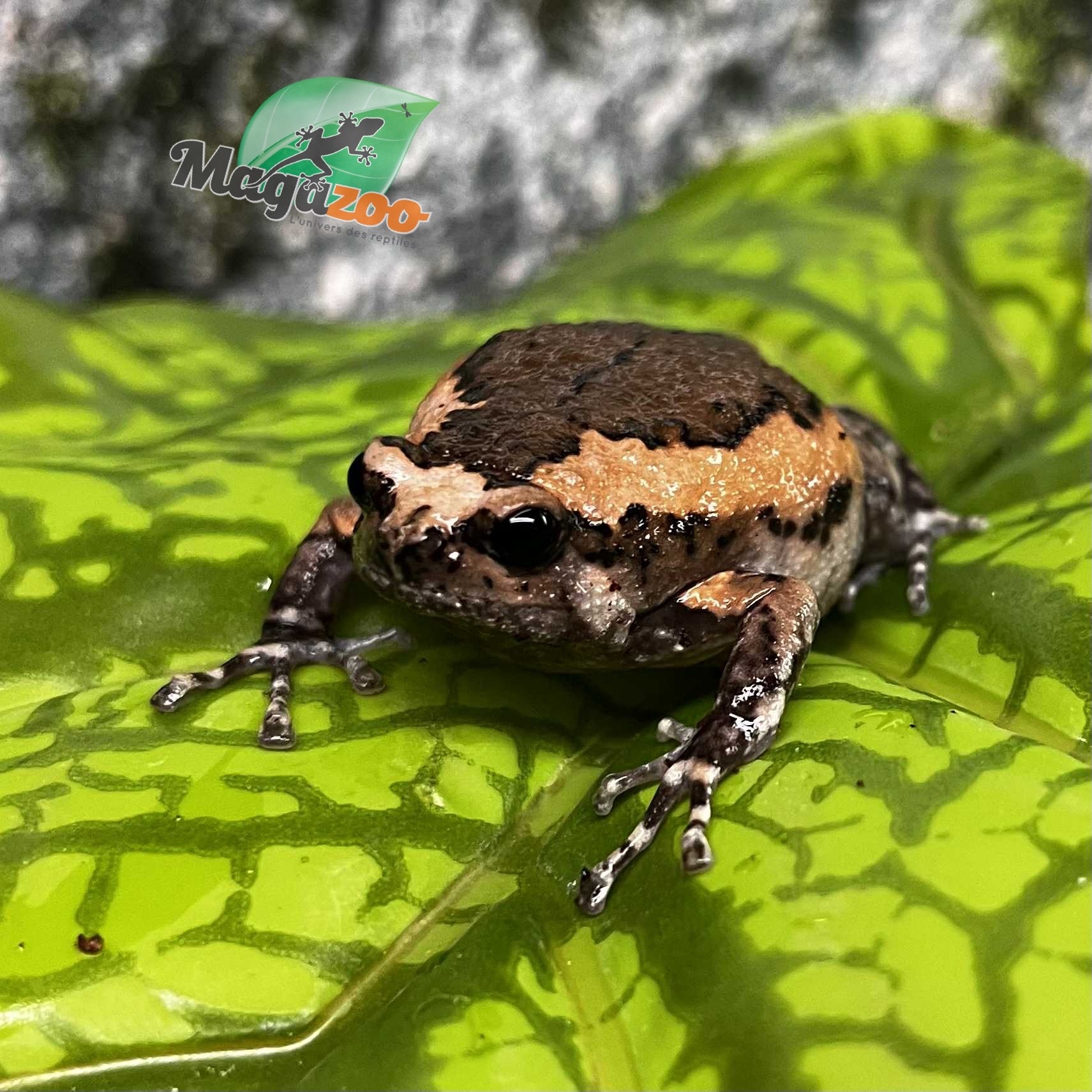 Magazoo Grenouille Dodue (Chubby Frog) Né en captivité