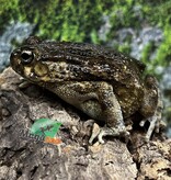 Magazoo African common toad (Sclerophrys regularis)