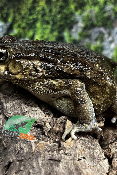 Magazoo Crapaud africain (Sclerophrys regularis)