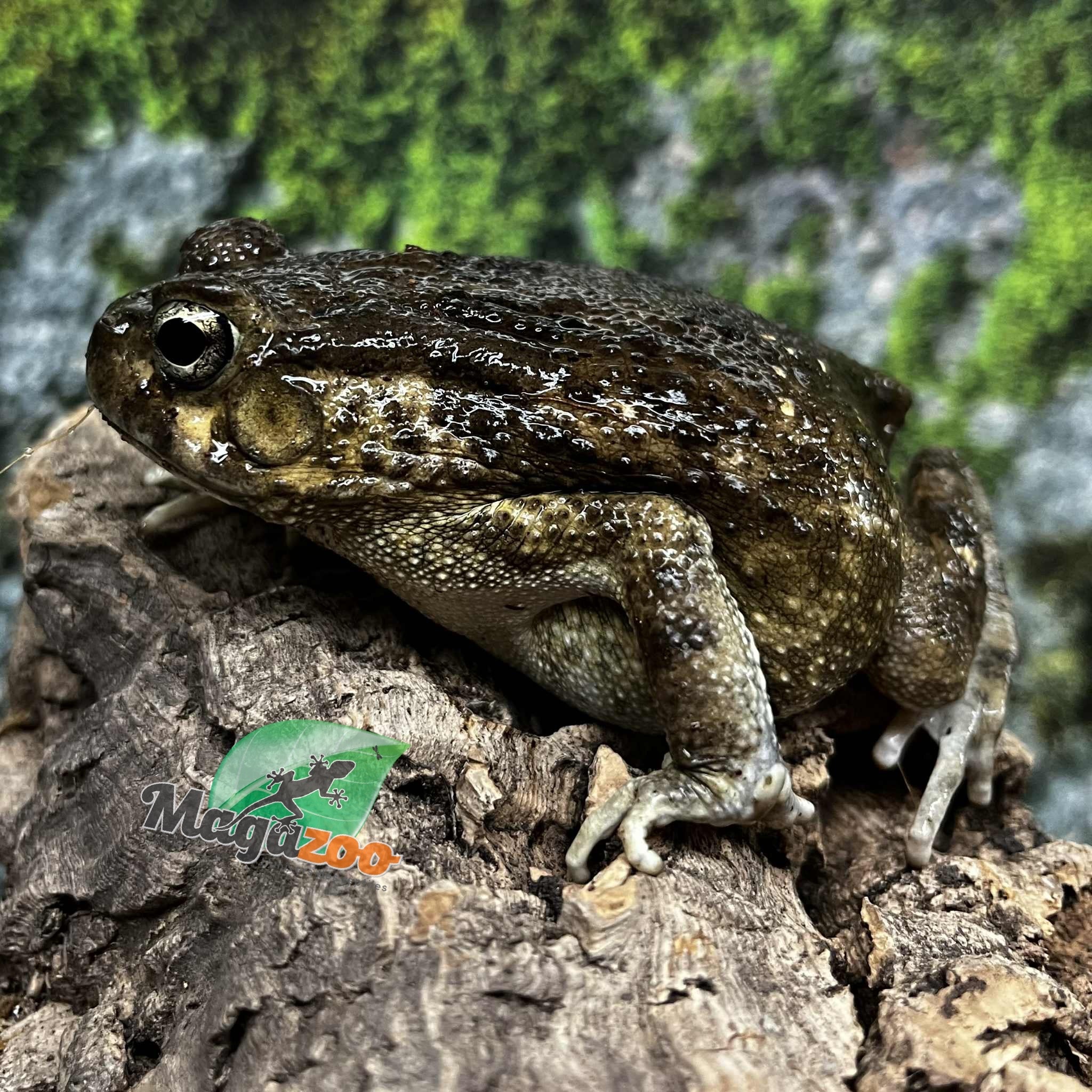Magazoo Crapaud africain (Sclerophrys regularis)