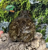 Magazoo African common toad (Sclerophrys regularis)