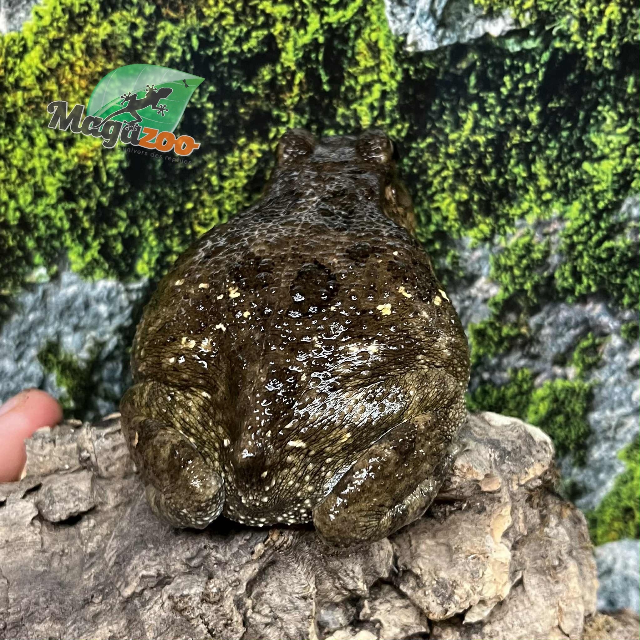 Magazoo Crapaud africain (Sclerophrys regularis)