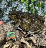 Magazoo Crapaud africain (Sclerophrys regularis)