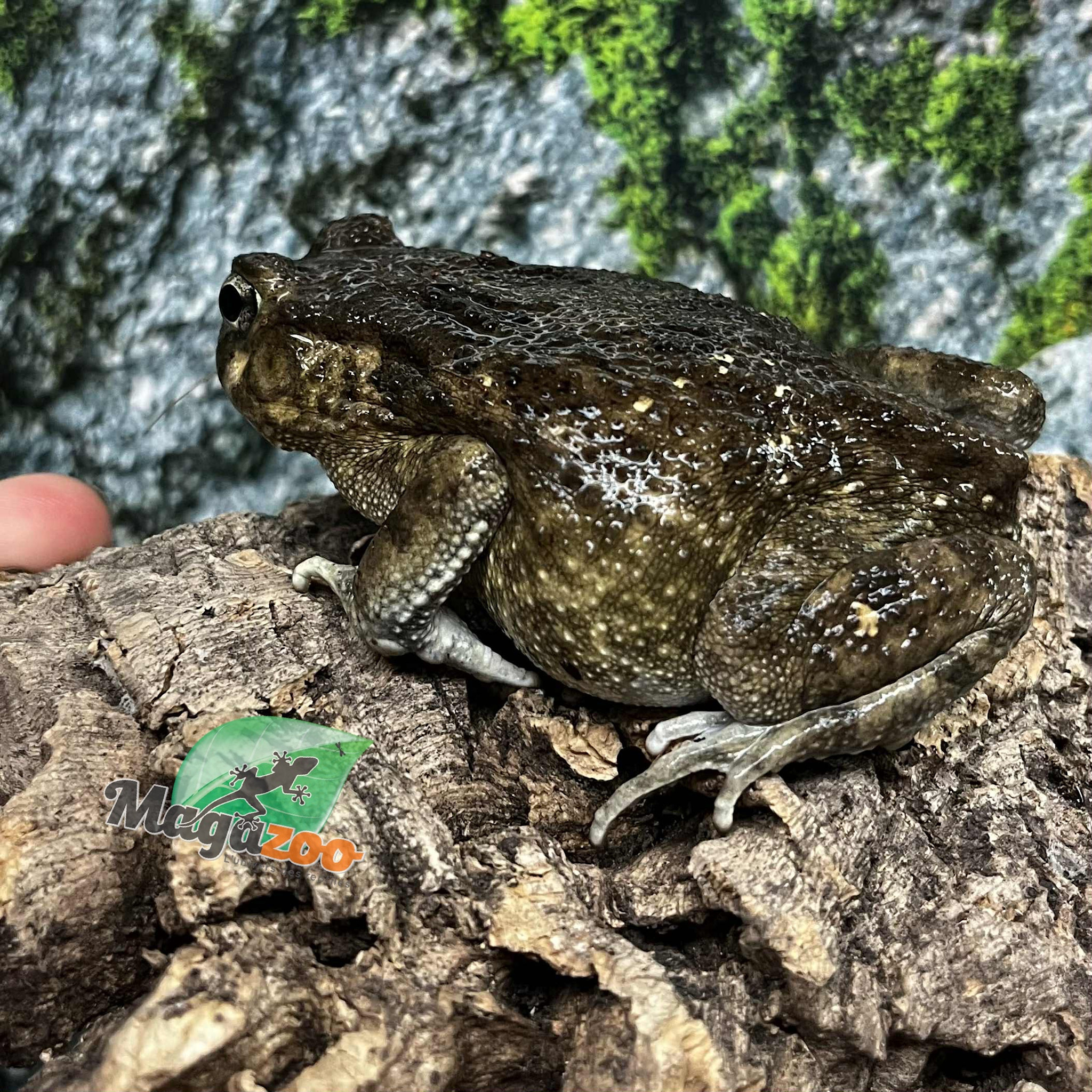 Magazoo African common toad (Sclerophrys regularis)