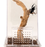 Zoomed Jumping Spider Kit