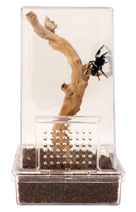 Zoomed Jumping Spider Kit