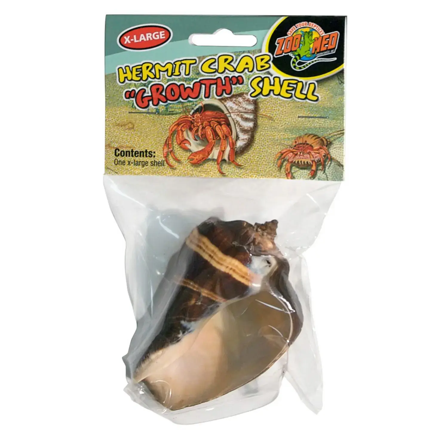 Zoomed Hermit Crab Shells