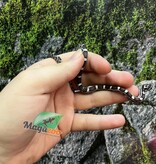 Magazoo Serpent des blés Anery het. Amel Bébé #3 Mâle