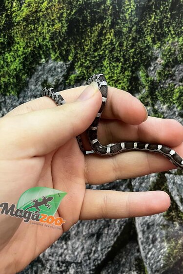 Magazoo Baby Anery het. Amel Corn Snake #3