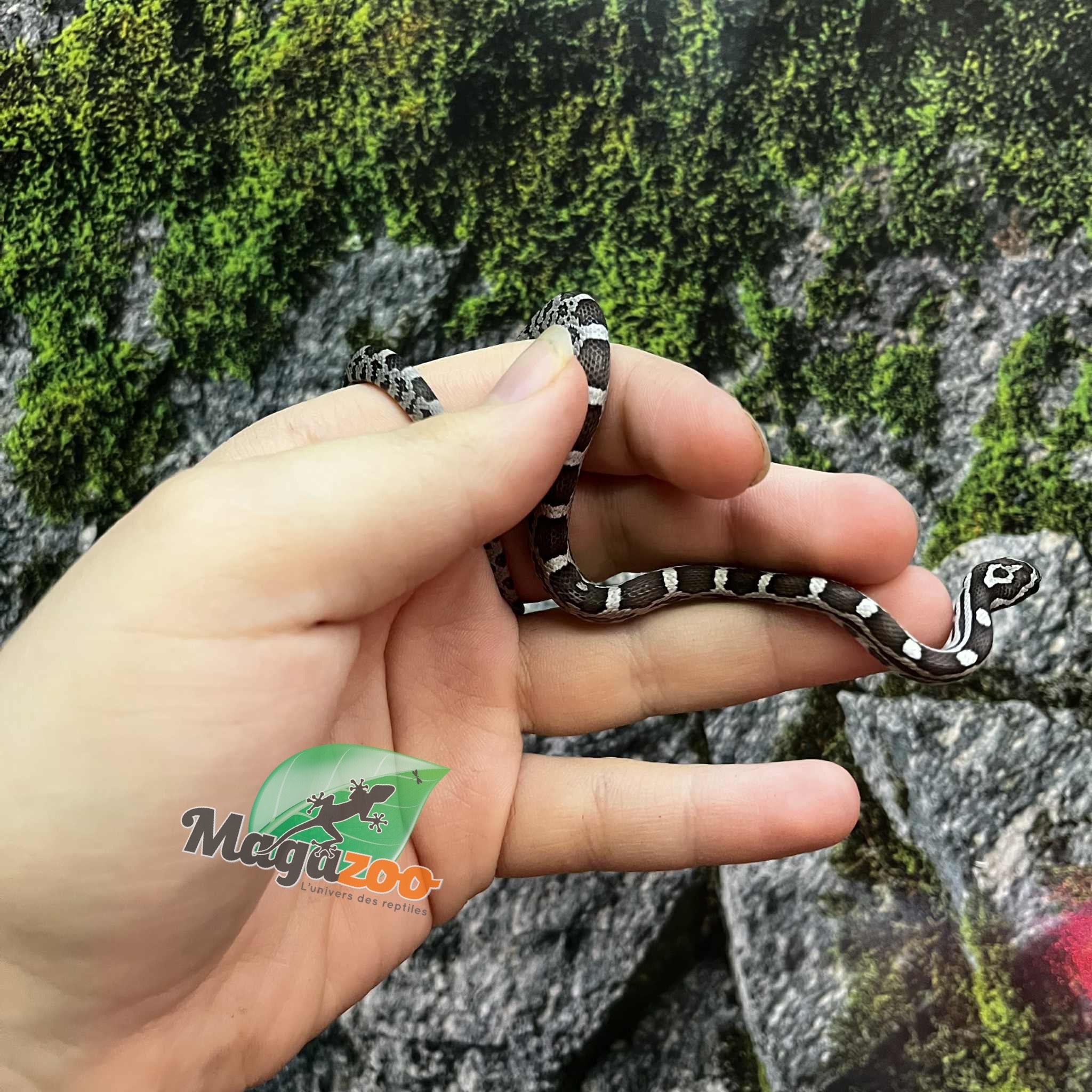 Magazoo Serpent des blés Anery het. Amel Bébé #3 Mâle