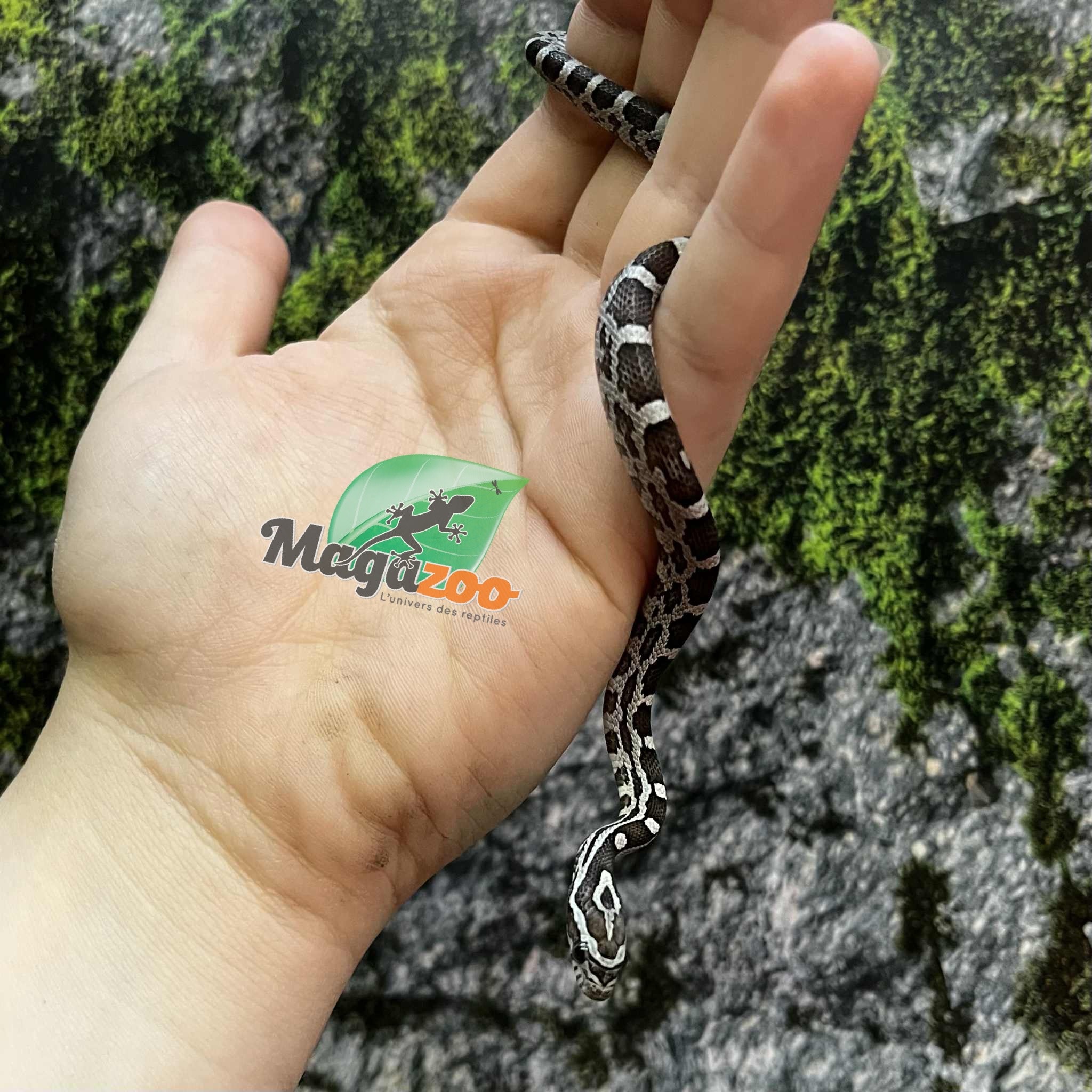 Magazoo Serpent des blés Anery het. Amel Bébé #3 Mâle