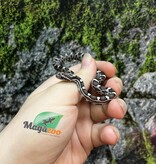 Magazoo Serpent des blés Anery het. Amel Bébé #3 Mâle