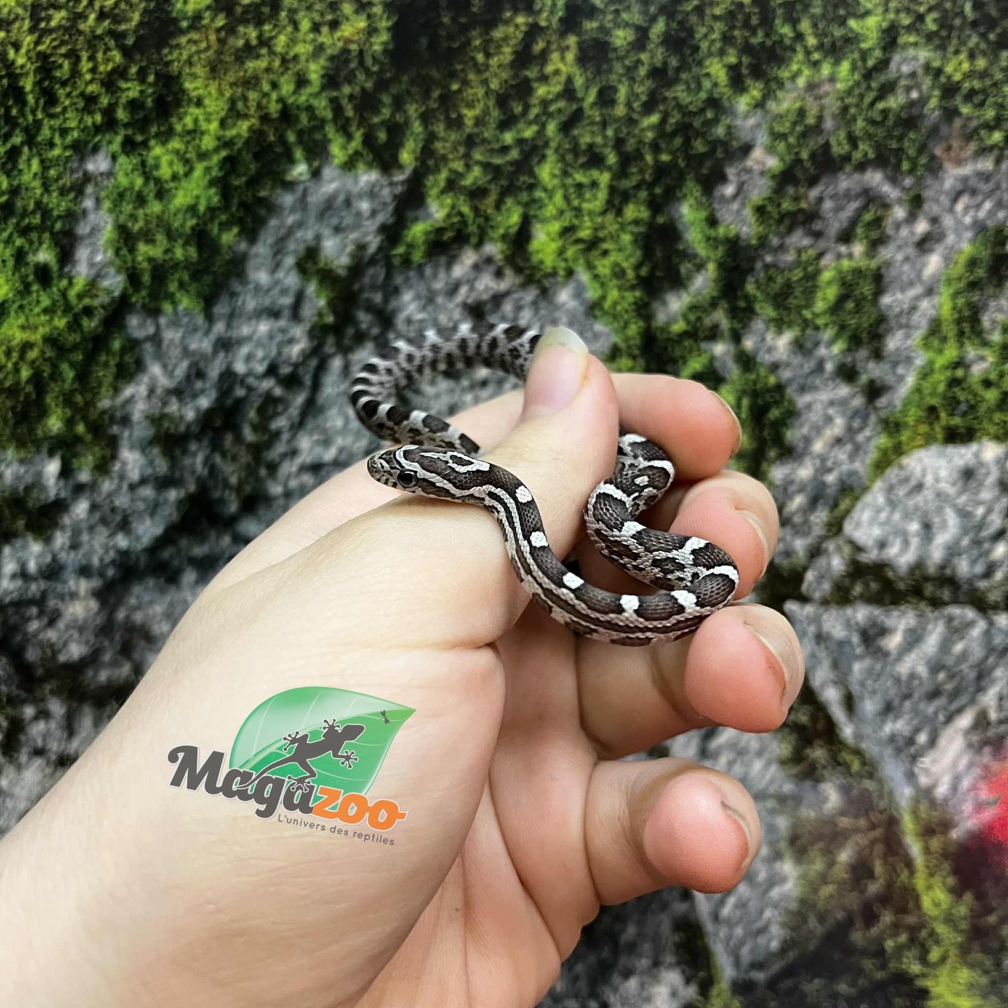 Magazoo Serpent des blés Anery het. Amel Bébé #3 Mâle