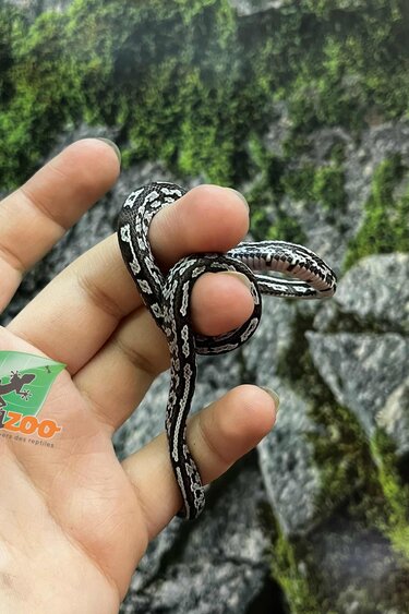 Magazoo Serpent des blés Anery Tessera het. Amel Bébé #2 Femelle