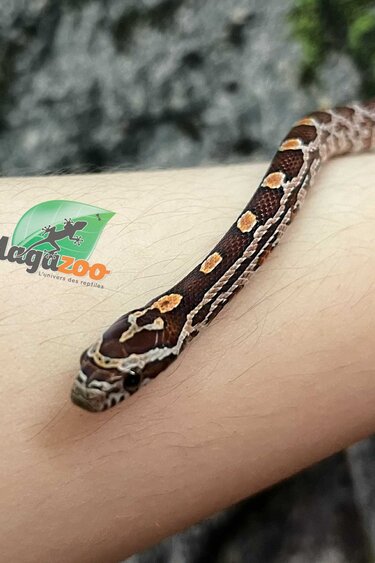 Magazoo Serpent des blés Régulier (D. het. Amel Anery) Bébé #2 Femelle