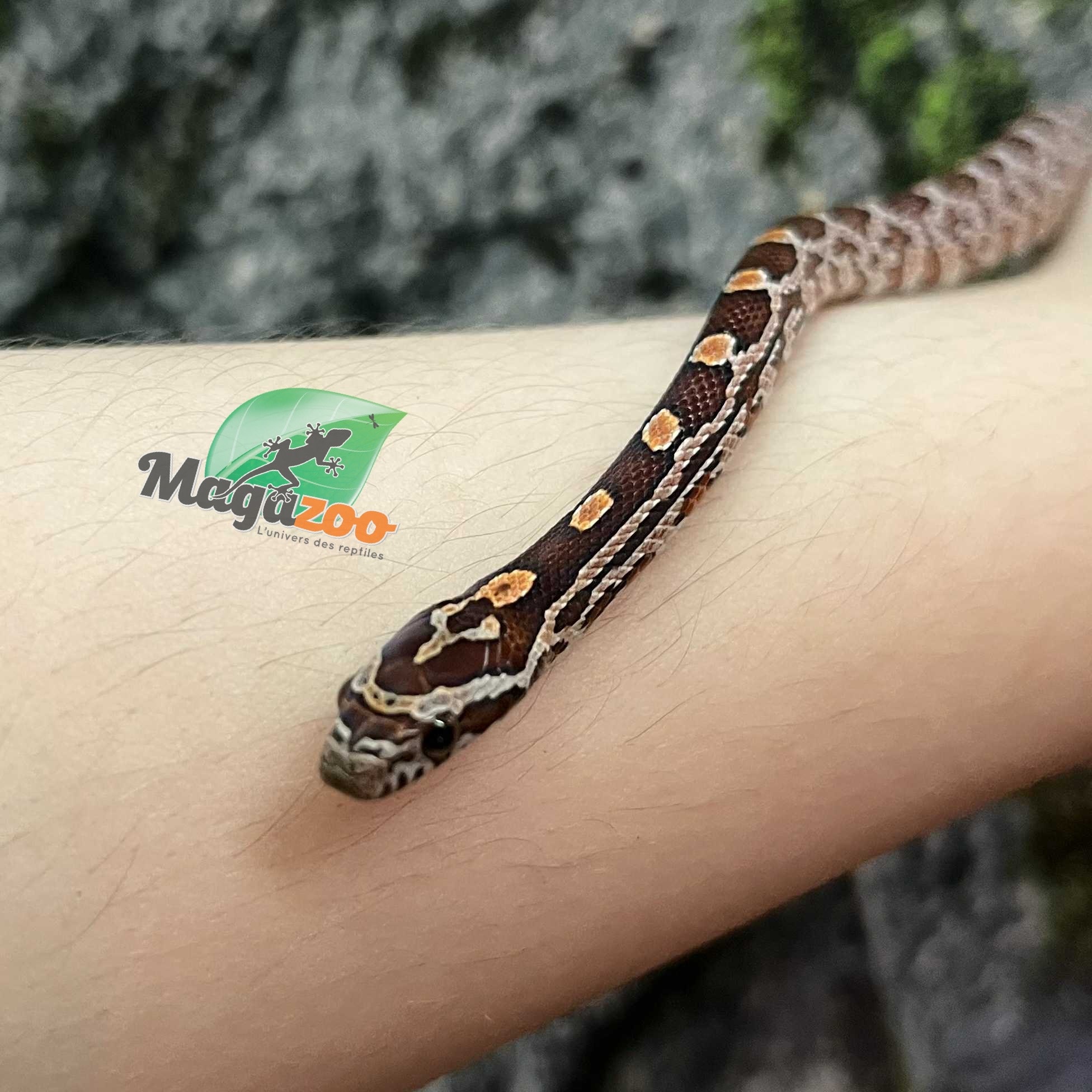 Magazoo Serpent des blés Régulier (D. het. Amel Anery) Bébé #2 Femelle