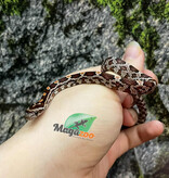 Magazoo Serpent des blés Régulier (D. het. Amel Anery) Bébé #2 Femelle