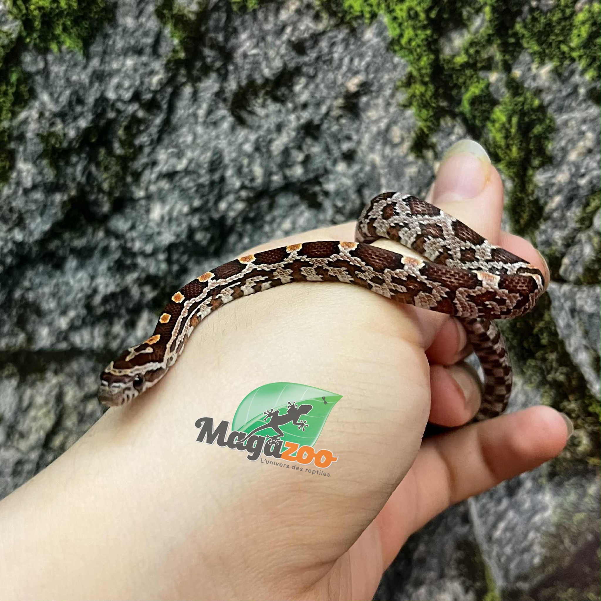 Magazoo Serpent des blés Régulier (D. het. Amel Anery) Bébé #2 Femelle