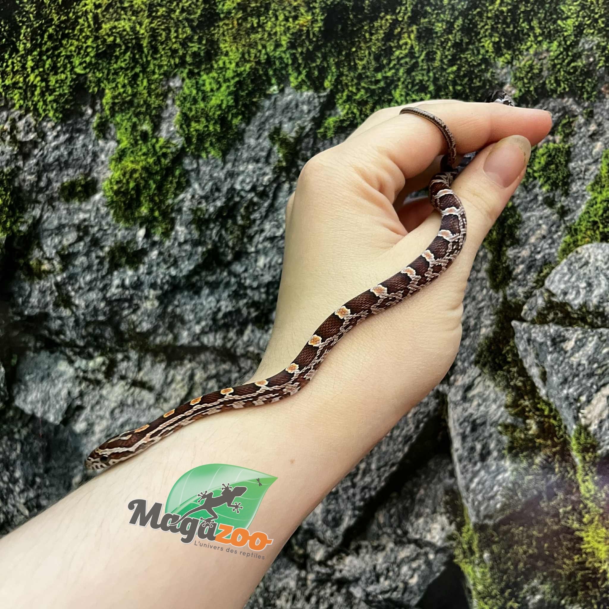 Magazoo Serpent des blés Régulier (D. het. Amel Anery) Bébé #2 Femelle