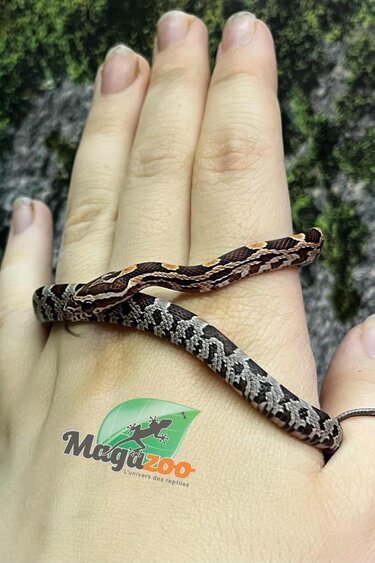 Magazoo Serpent des blés Régulier (D.H. Amel Anery) Bébé #1 Femelle