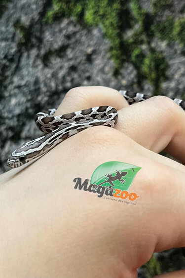 Magazoo Serpent des blés Anery het. Amel Bébé #2 Femelle