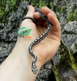 Magazoo Baby Anery Tessera het. Amel Corn Snake #1