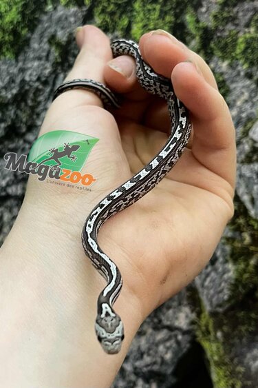 Magazoo Baby Anery Tessera het. Amel Corn Snake #1