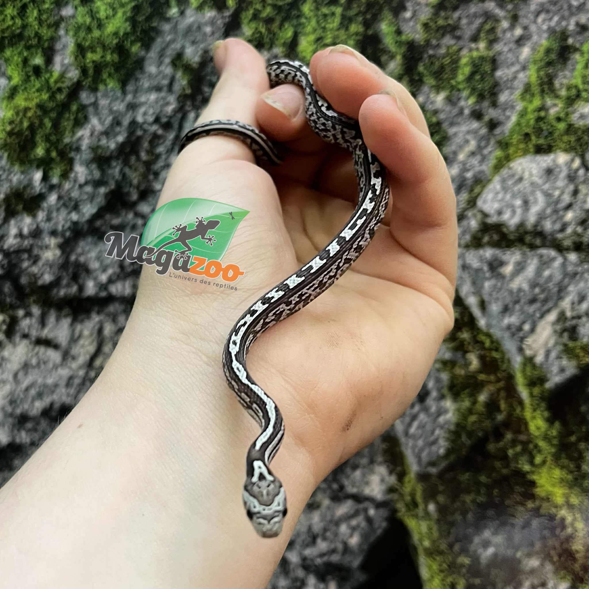 Magazoo Baby Anery Tessera het. Amel Corn Snake #1