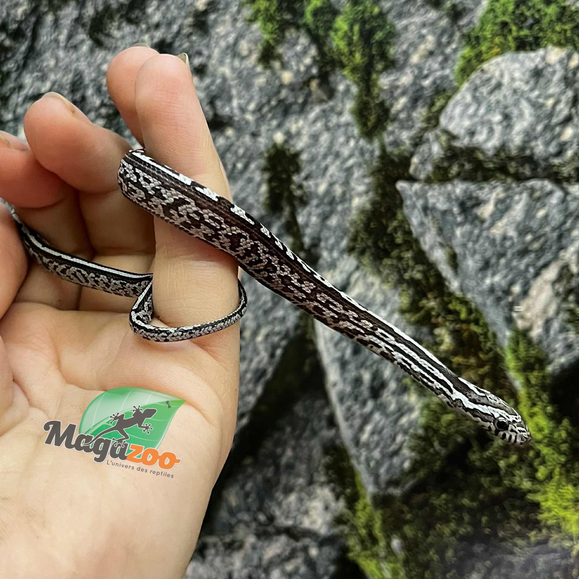 Magazoo Baby Anery Tessera het. Amel Corn Snake #1