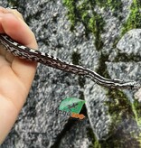 Magazoo Serpent des blés Anery Tessera het. Amel Bébé #1 Femelle