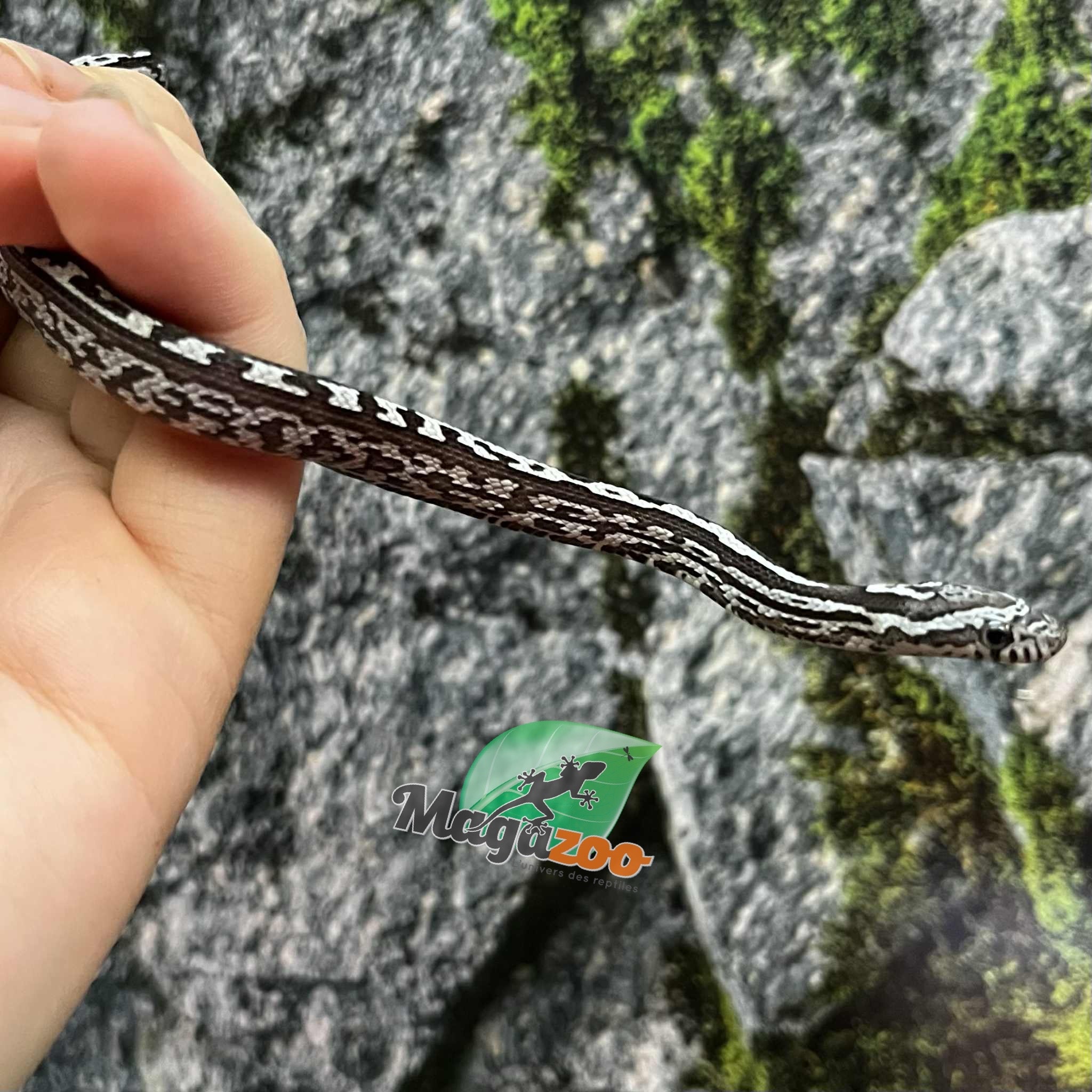 Magazoo Baby Anery Tessera het. Amel Corn Snake #1