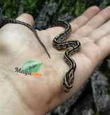 Magazoo Serpent des blés Tessera (D. het. Amel Anery) Bébé #2 Mâle