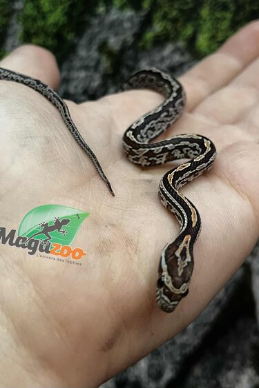 Magazoo Baby Tessera (D. het. Amel Anery) Corn Snake #2