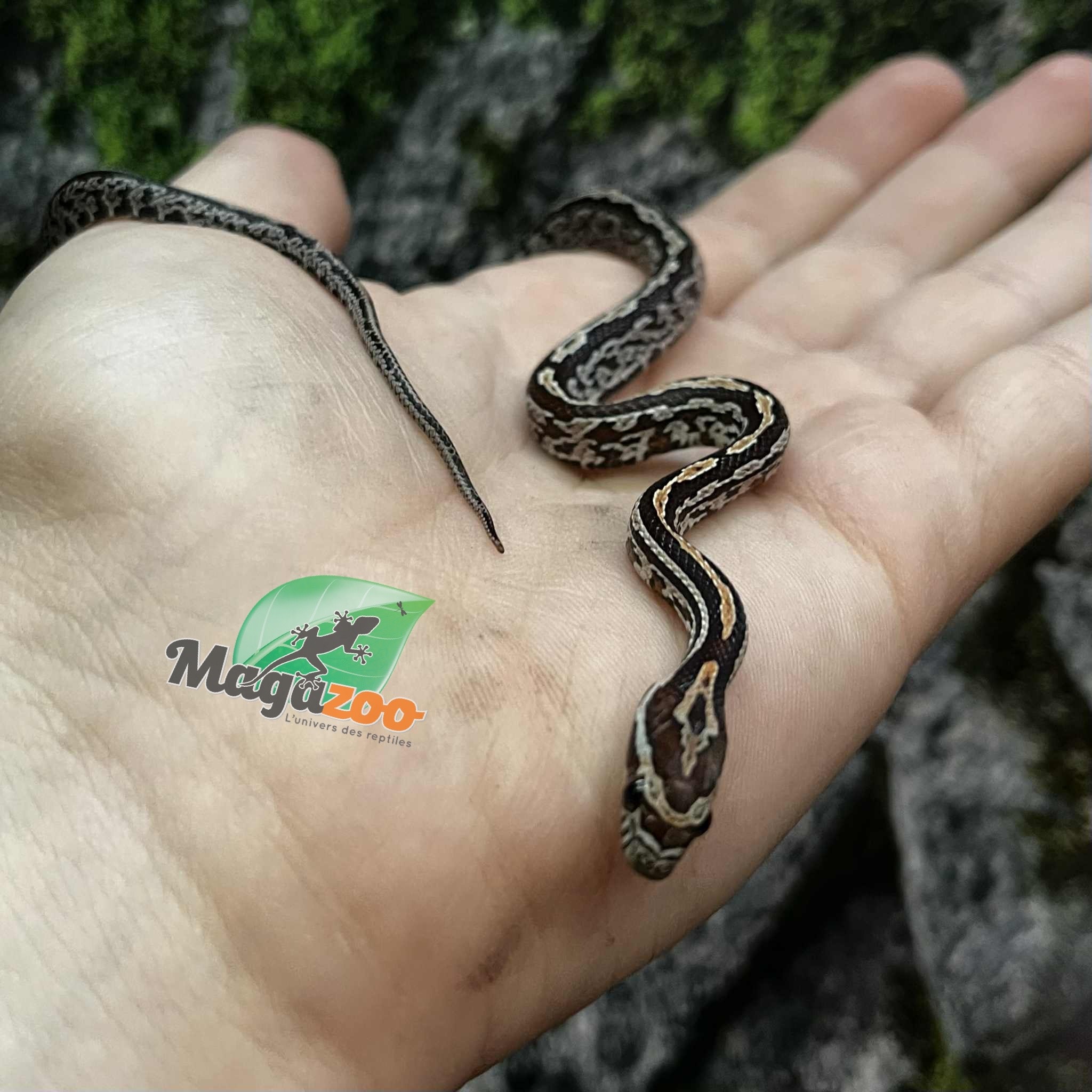 Magazoo Baby Tessera (D. het. Amel Anery) Corn Snake #2