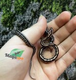 Magazoo Baby Tessera (D. het. Amel Anery) Corn Snake #2