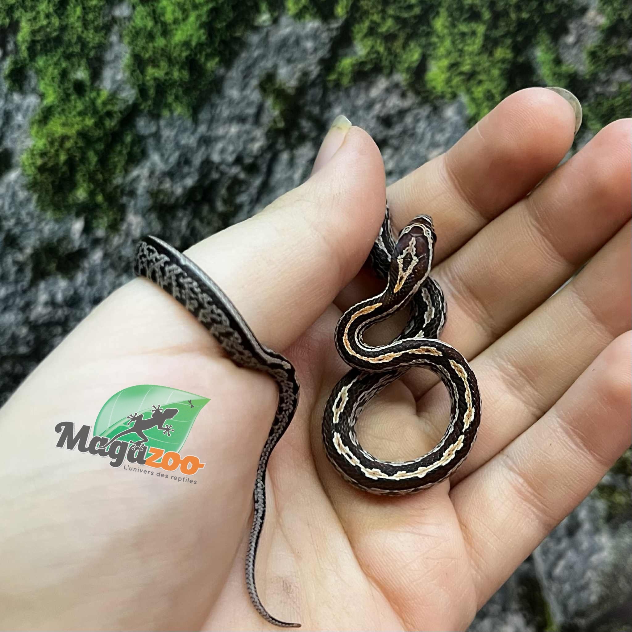 Magazoo Serpent des blés Tessera (D. het. Amel Anery) Bébé #2 Mâle