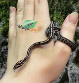 Magazoo Serpent des blés Tessera (D. het. Amel Anery) Bébé #2 Mâle